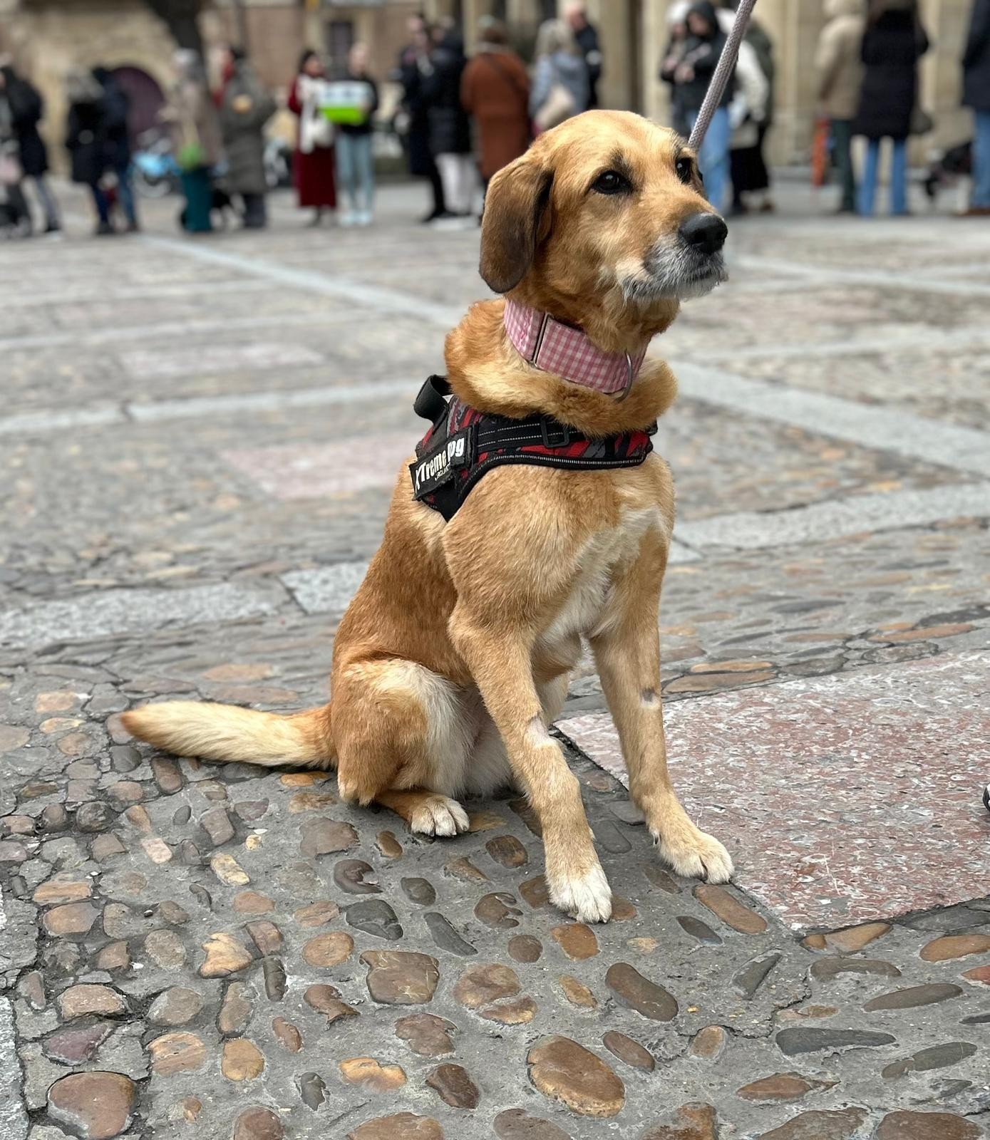 DORA