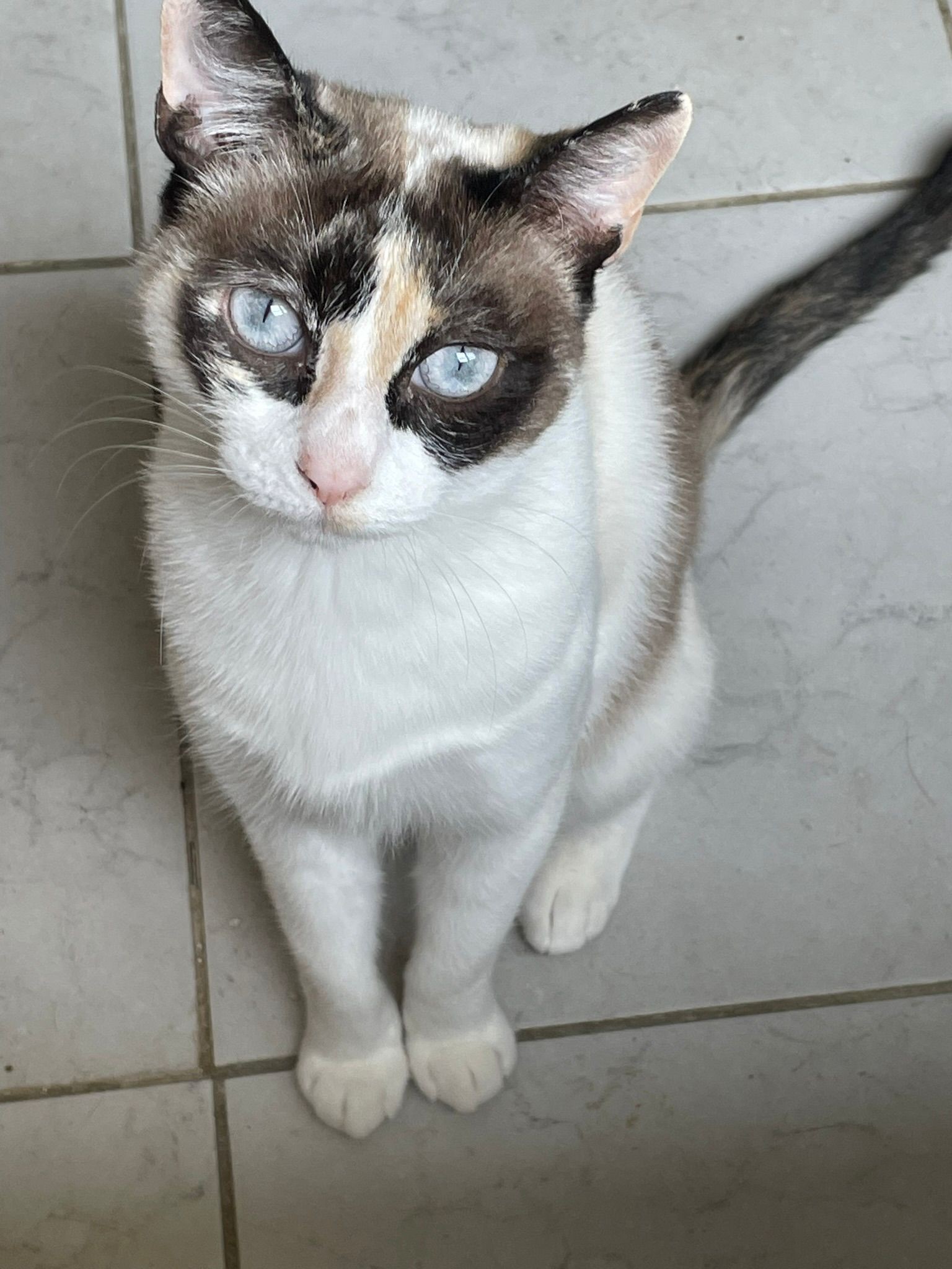 ALMA