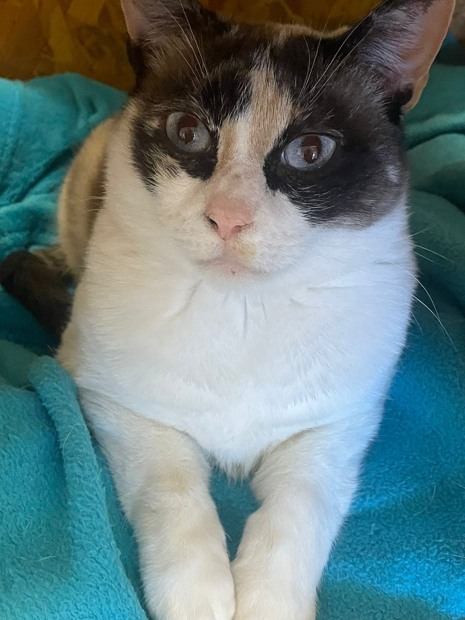 ALMA