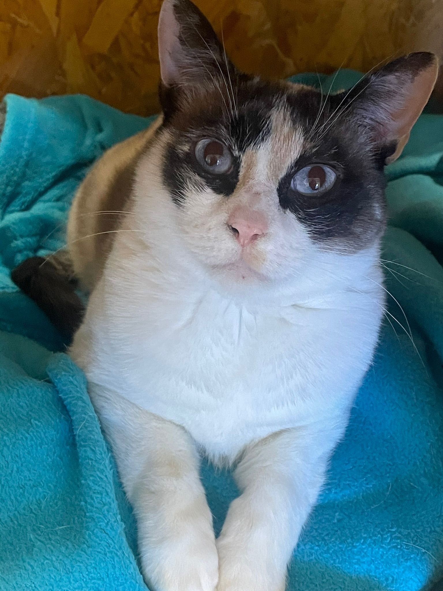 ALMA